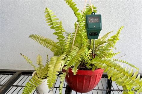 holly fern moisture meter|how much water for ferns.